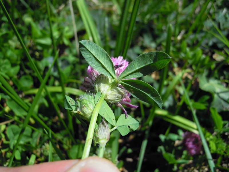 Trifolium pratense